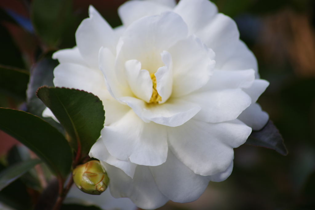 真っ白の山茶花