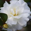 真っ白の山茶花