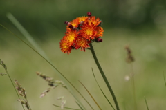 花散歩‐紅輪蒲公英