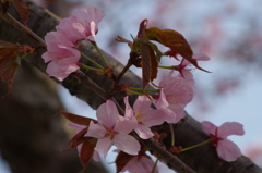 桜色・いろいろ12