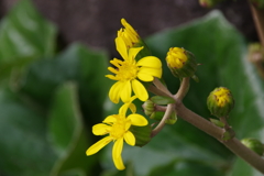 花散歩‐ツワブキ