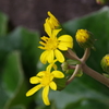 花散歩‐ツワブキ
