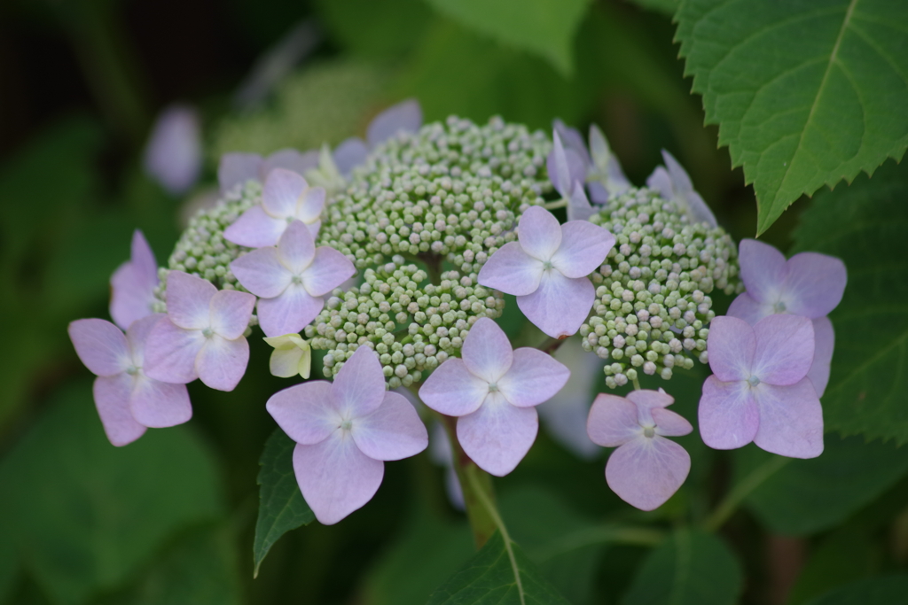 花散歩‐紫陽花