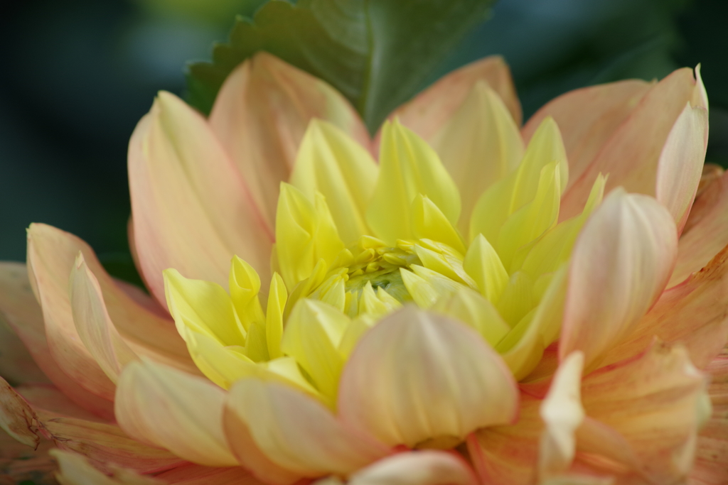 秋田のダリア-17・654