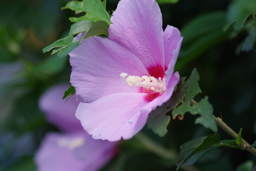 花散歩-ピンクの木槿