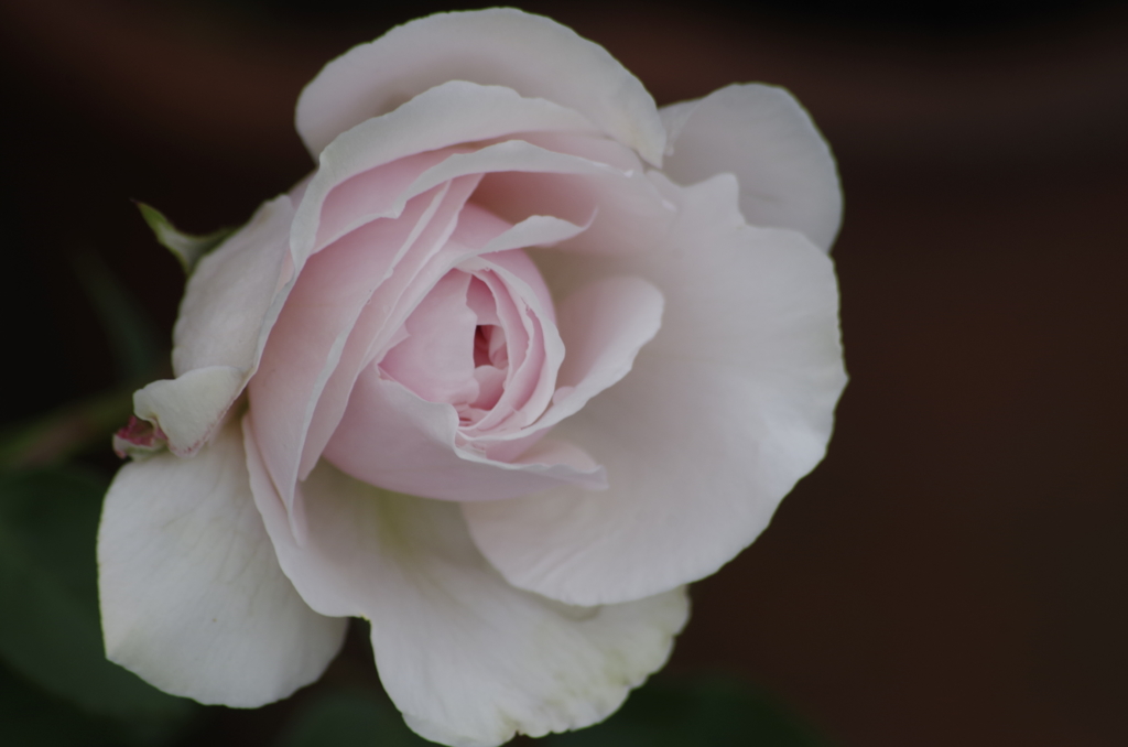 2018.5.18の忘れ物‐ピンクの薔薇