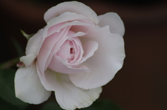 2018.5.18の忘れ物‐ピンクの薔薇