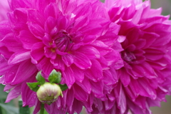 秋田のダリア-18・505