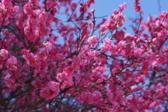 花散歩-紅梅が満開