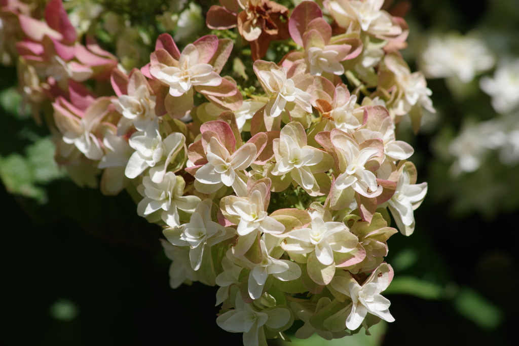 花散歩‐柏葉紫陽花