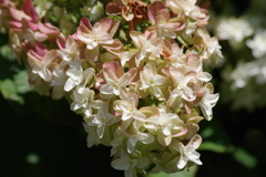 花散歩‐柏葉紫陽花