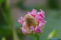 朝顔日記-髭咲きピンクの蕾
