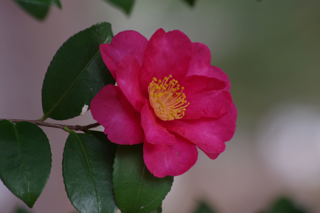 冬の彩り₋山茶花3