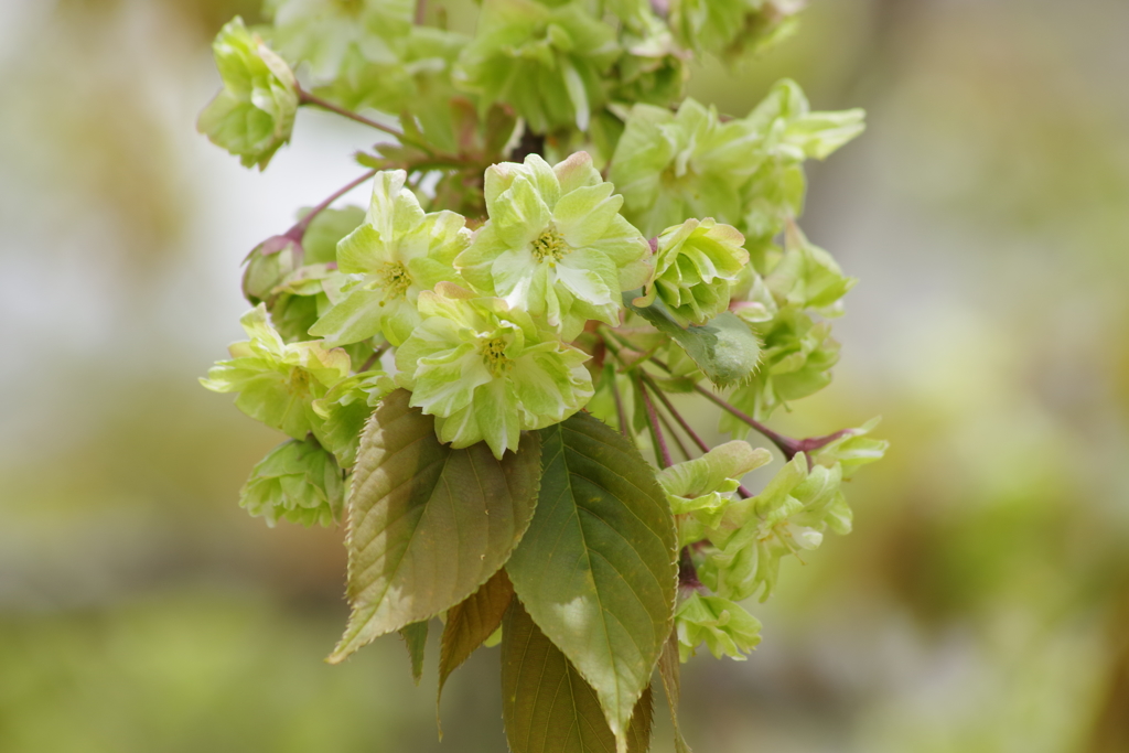 霞城公園の桜-6・御衣黄