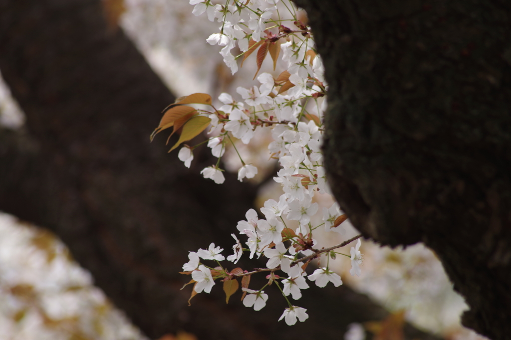 桜花-1