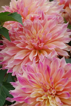 秋田のダリア-大輝