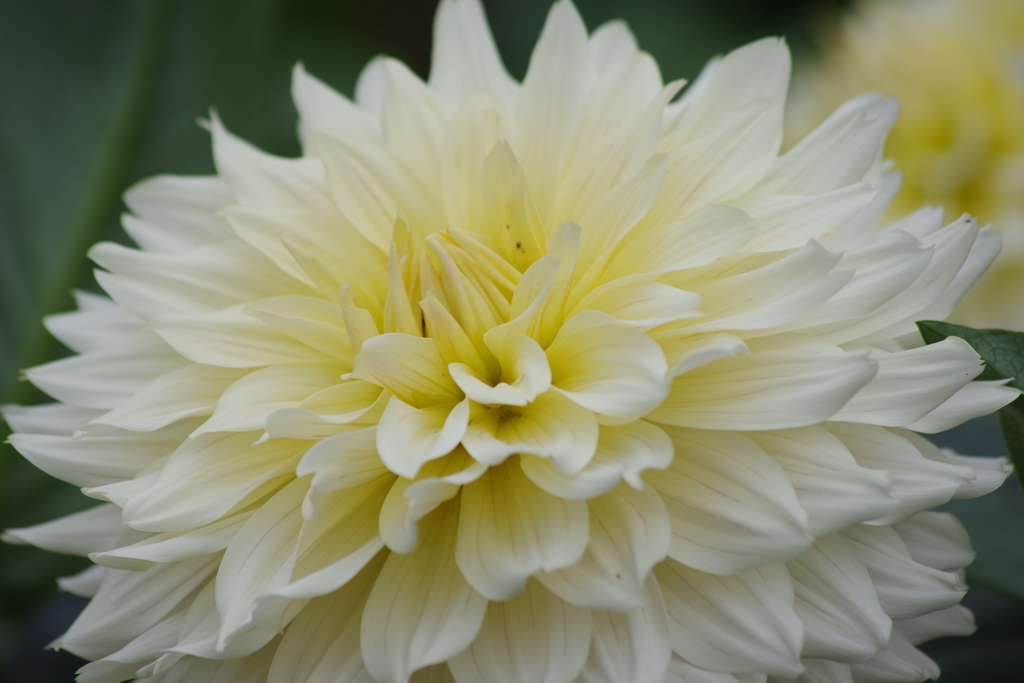 秋田ブランド-NAMAHAGEシフォン