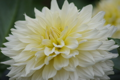 秋田ブランド-NAMAHAGEシフォン