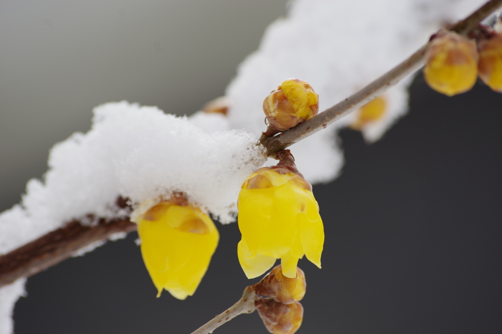 雪中蝋梅-1