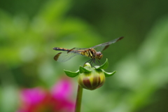 秋田のダリア‐蕾とトンボ
