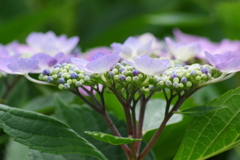 梅雨空に似合う花-紫陽花20