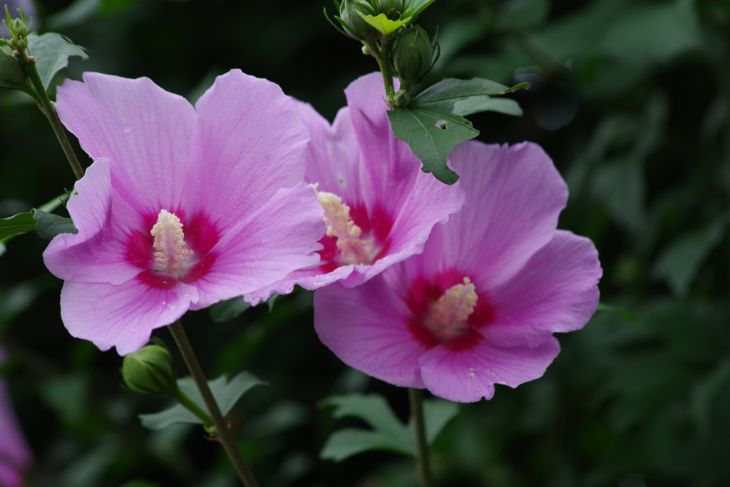 花散歩-ピンクの木槿