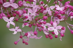 春を待つ心₋ライラック