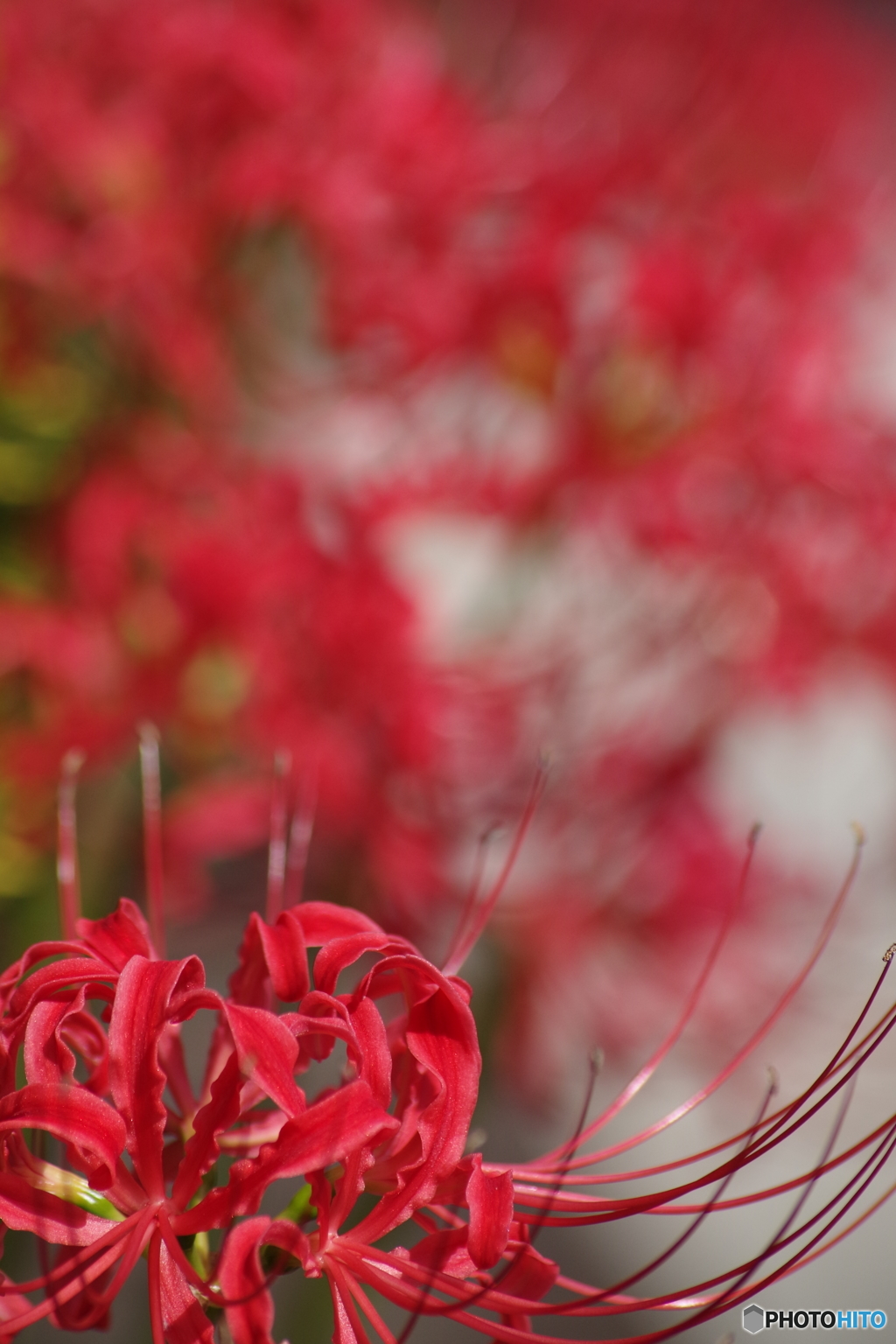 曼珠沙華炎上