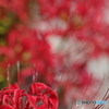 曼珠沙華炎上