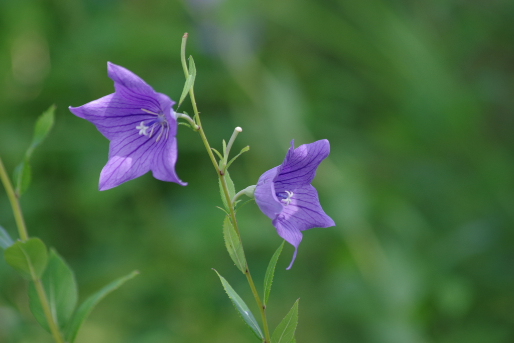 野草園で花散歩-桔梗
