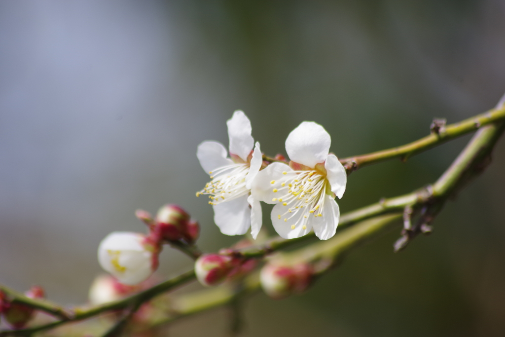 花散歩-白梅