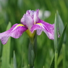花菖蒲-羽陽の錦