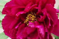 5/14 我が家の牡丹