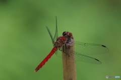 竹茎の上のトンボ