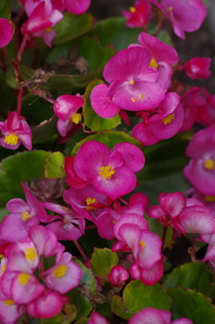 2018.6.14の花散歩‐ベゴニア