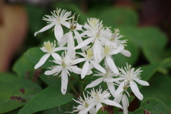 野草園で花散歩‐仙人草