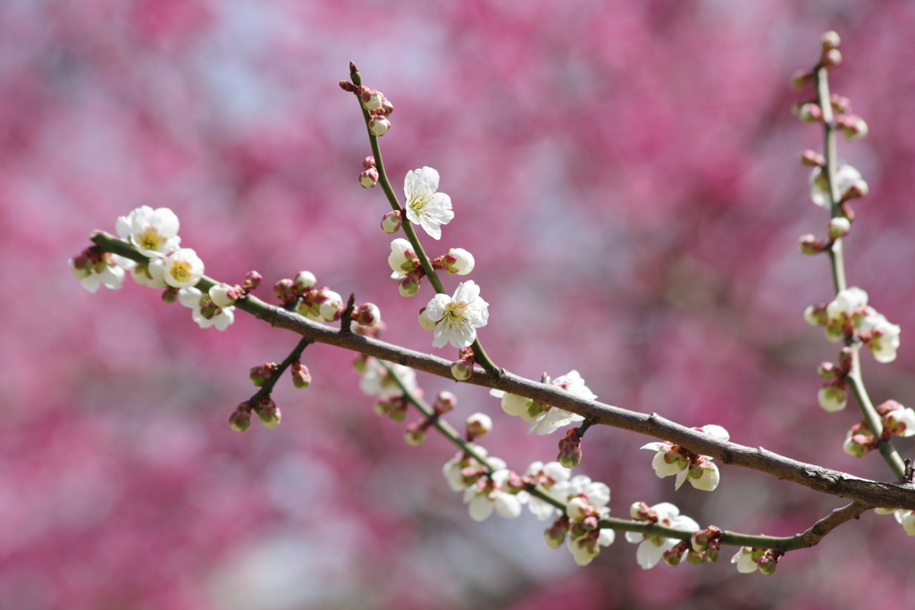 霞城公園の梅-2