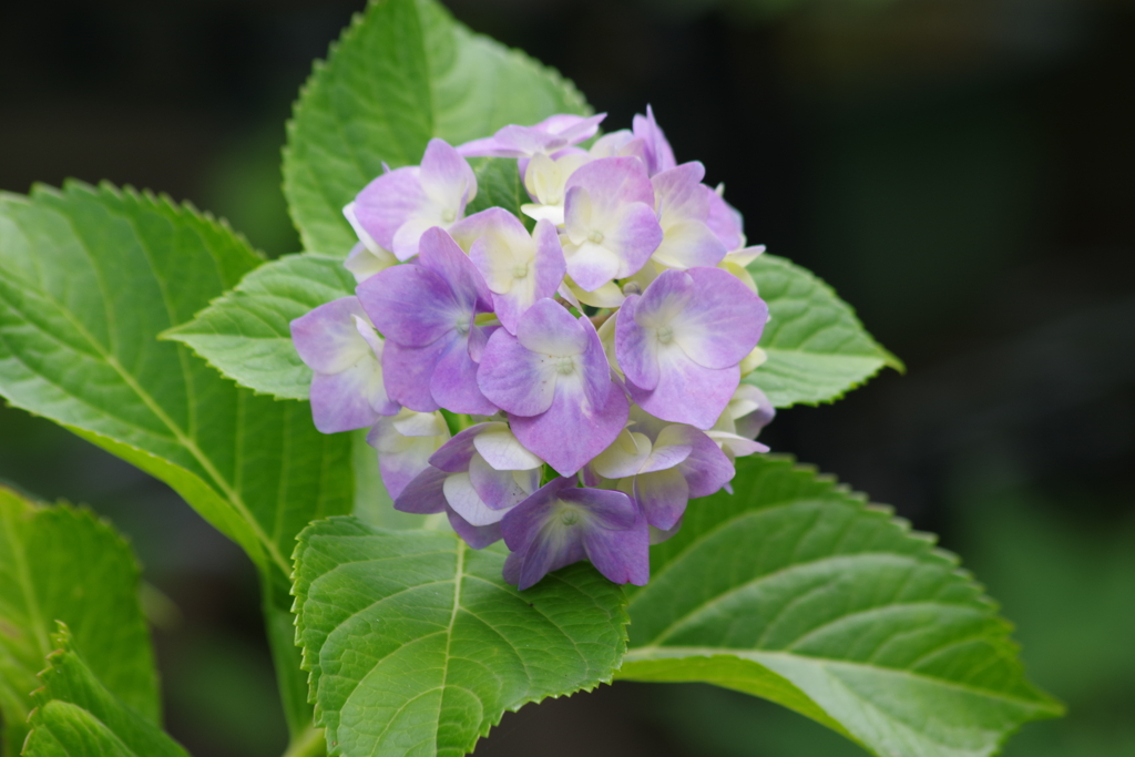 花散歩‐紫陽花7