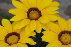 六月の花散歩‐ガザニア