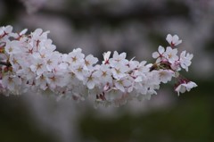 桜色・いろいろ-1