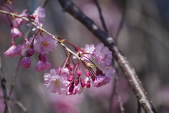 秩父の桜-2