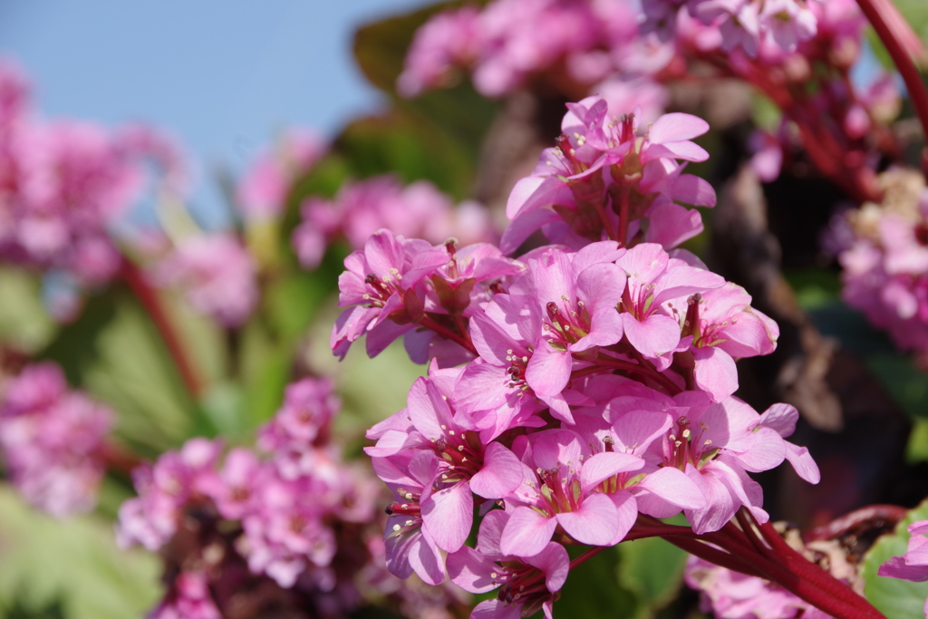 遊佐の花‐ヒマラヤユキノシタ