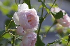 2018.6.4の花散歩‐ピンクの薔薇