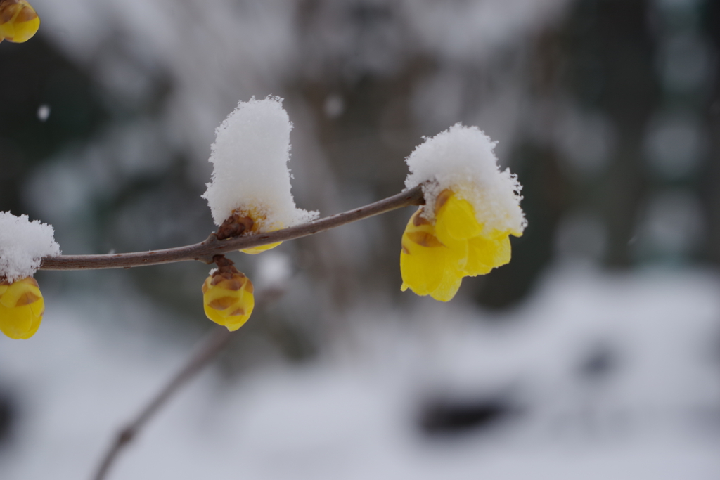 雪中蝋梅-4