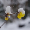 雪中蝋梅-4