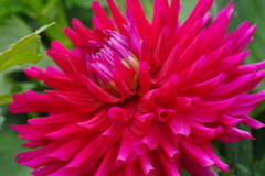 秋田のダリア‐マントノーマ