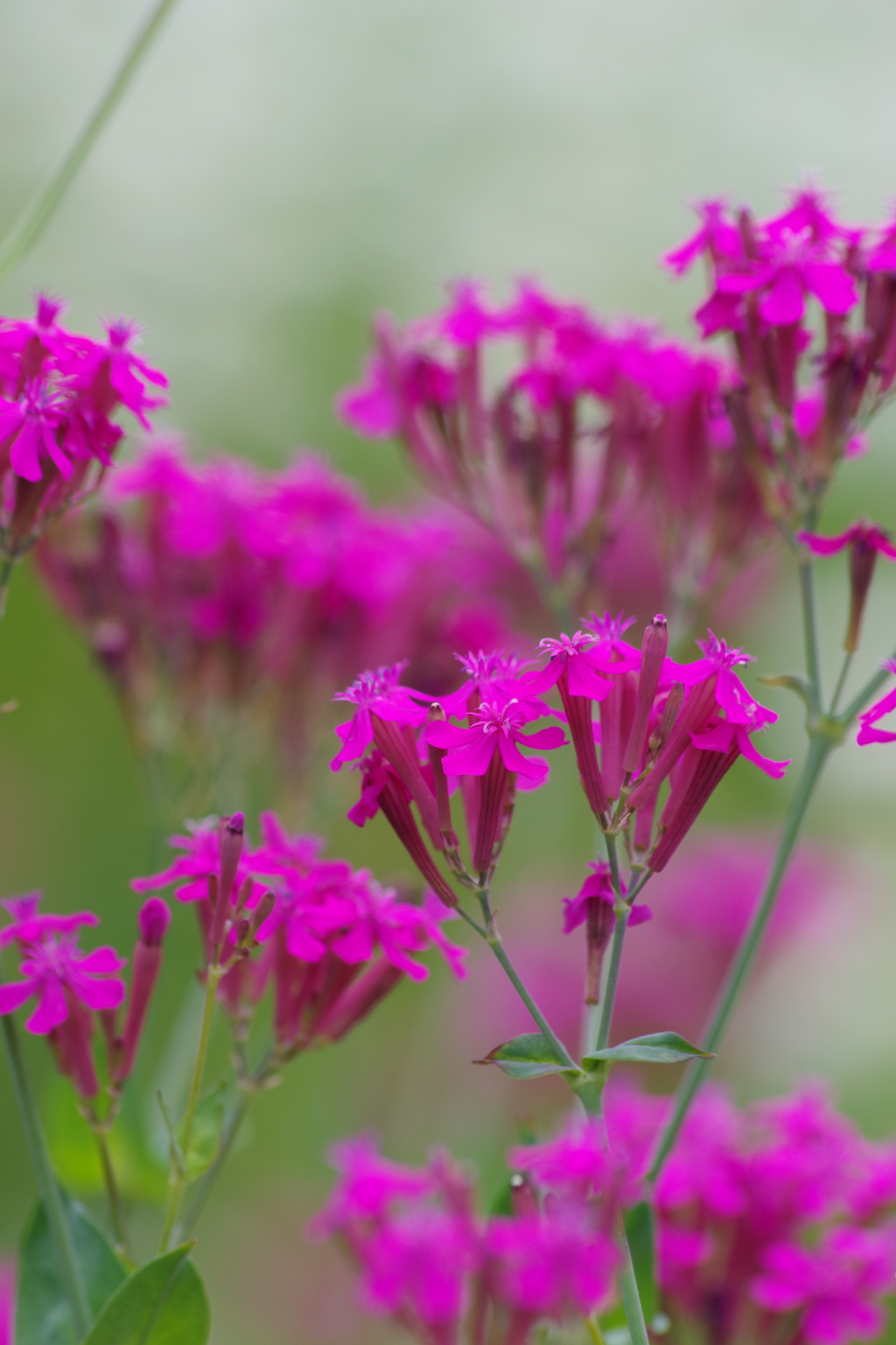 六月の花散歩-虫取撫子