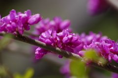 花散歩‐花蘇芳