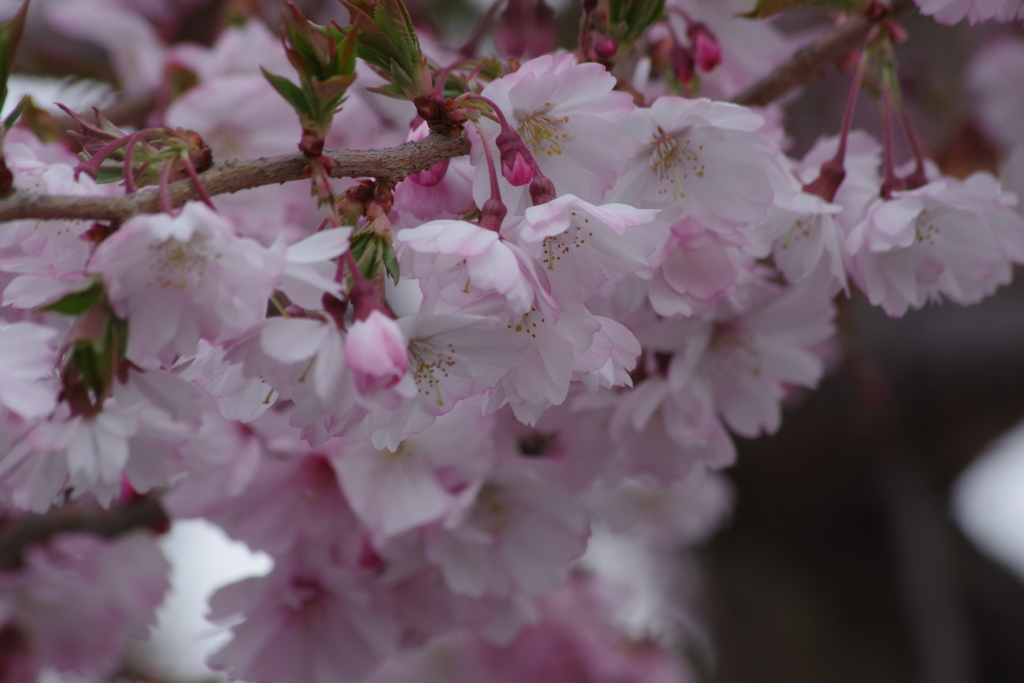 花散歩₋十月桜