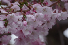 花散歩₋十月桜